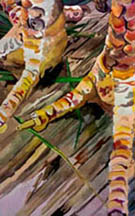 "Two Step Chicken Step" by Renae Madison 