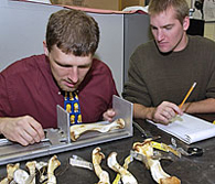 Dr. Bonnan and student measuring bones.