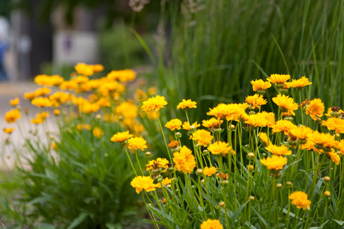yellow flowers