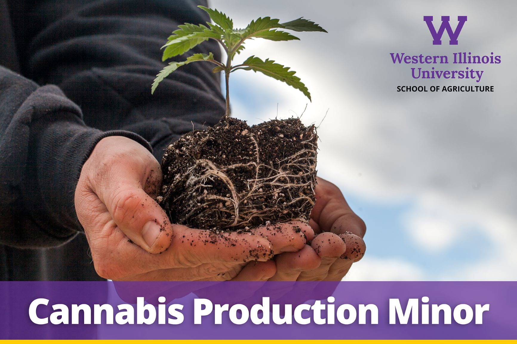 cannabis production