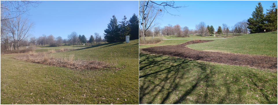 before and after of controlled burn at golf course