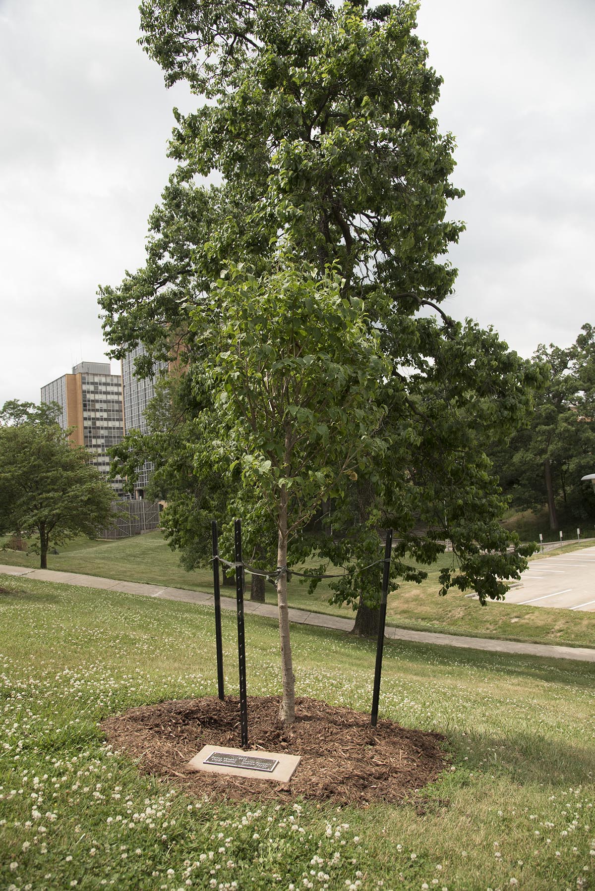 Memorial Tree Planting May 2 Western Illinois University News