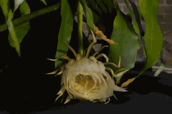 Animated GIF of the Orchid Cactus Queen of the Night.