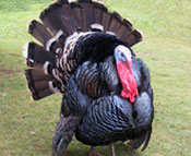 photo of a turkey