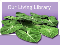 Our Living Library - image of plants coming out of an image border.