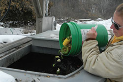 worker putting food waste in compost bin
