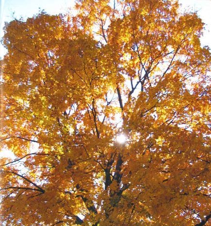 Western Voices 2024 Cover