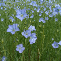 flax