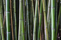 Bamboo