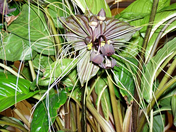 Picture of bat flower.