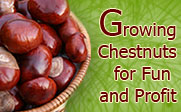 Growing Chestnuts for Fun and Profit - March 25, 2008 at 2:30pm on the third floor of the Malpass Library.