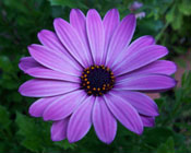 Photo of a purple flower with a green leafy background.