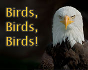 Photo of a bald eagle and the text Birds, Birds, Birds!