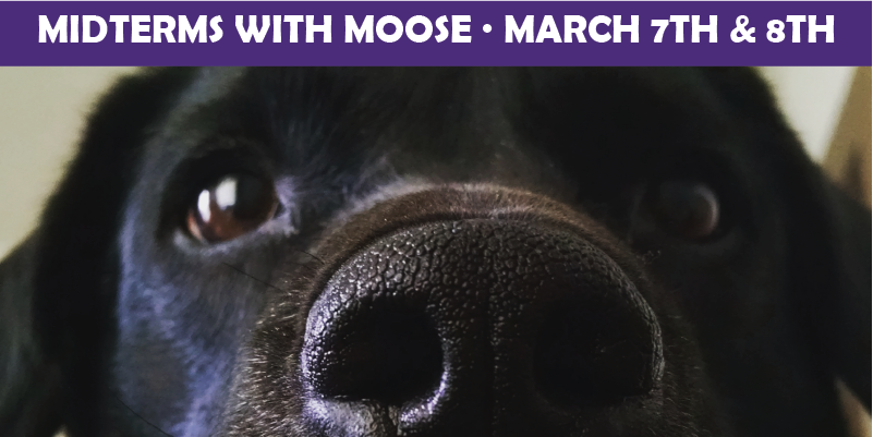 Close up picture of Moose, the black labrador, with text overlay.