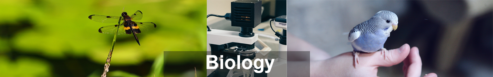 Major Program Biology