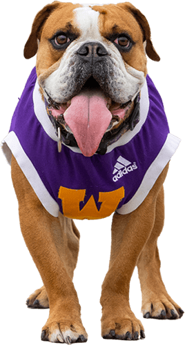 Colonel Rock IV, the university's live bulldog mascot